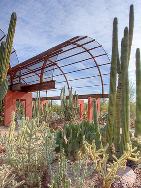 Desert Botanical Garden in Phoenix, AZ.
