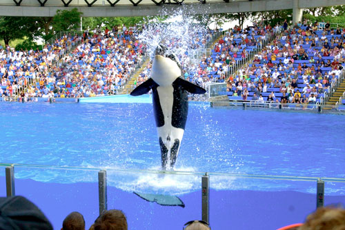 SeaWorld in San Antonio