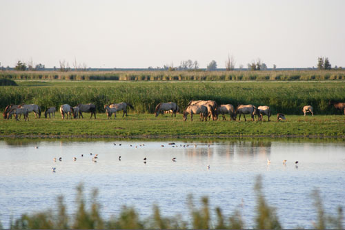 Oostvaardersplassen in Almere