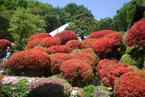 Azalea Garden of Tokakuin Temple in Kawasaki