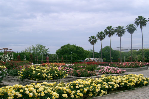 Nagai Botanical Garden in Osaka