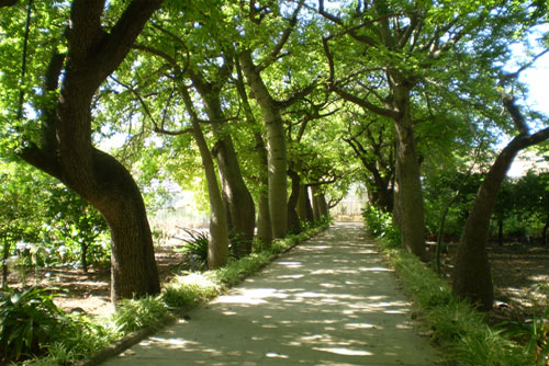 Orto Botanico di Palermo