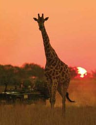 Excitement on Safari
