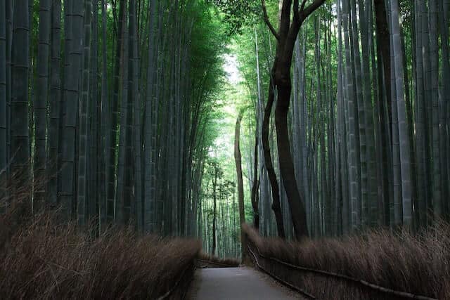 Arashiyama Bamboo Grove Kyoto Elite Escort Kyoto – VIP Model Escorts