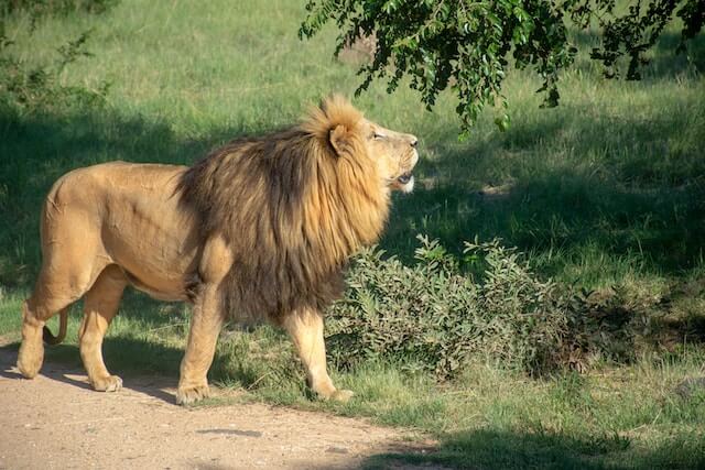 LionPark in Johannesburg San Antonio Escorts
