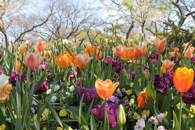 Dallas Escorts 10 Dallas Arboretum and Botanical Garden Dallas Escorts