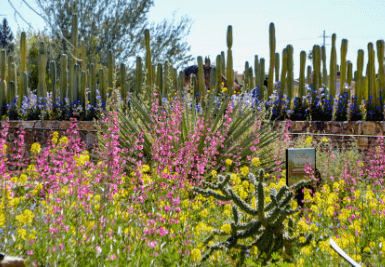 Tohono Chul Park Tucson Escorts