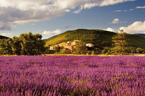 Luxury Escorts in Avignon 11 Avignon Culture Luxury Escorts in Avignon