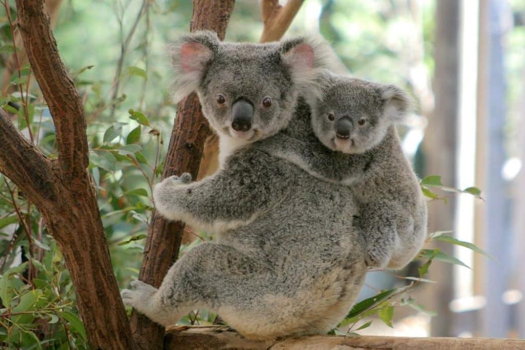 Brisbane GFE 6 Lone Pine Koala Sanctuary 1048x699 Brisbane GFE