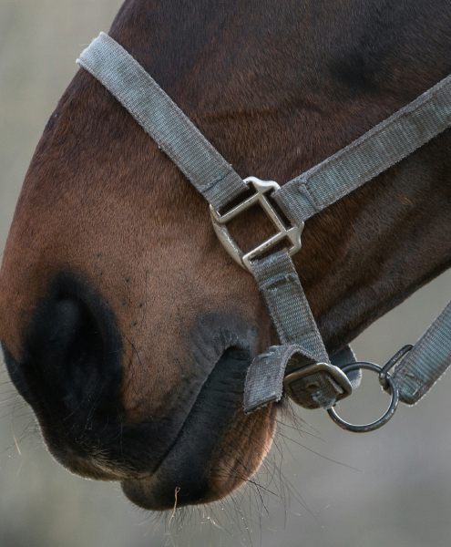 Elite Escorts London | Exceptional Companions | Mynt Models 4 The British Summer Social Season includes delightful outings to Royal Ascot with a beautiful Mynt Models elite escort.