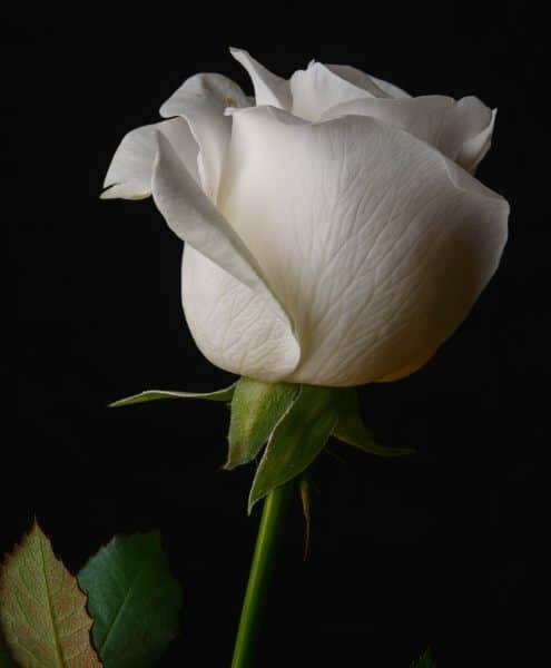 Explore a premium escorts service for elite companionship